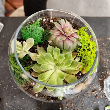 A close of of a completed Succulent Terrarium containing 3 different succulents and brightly colored moss