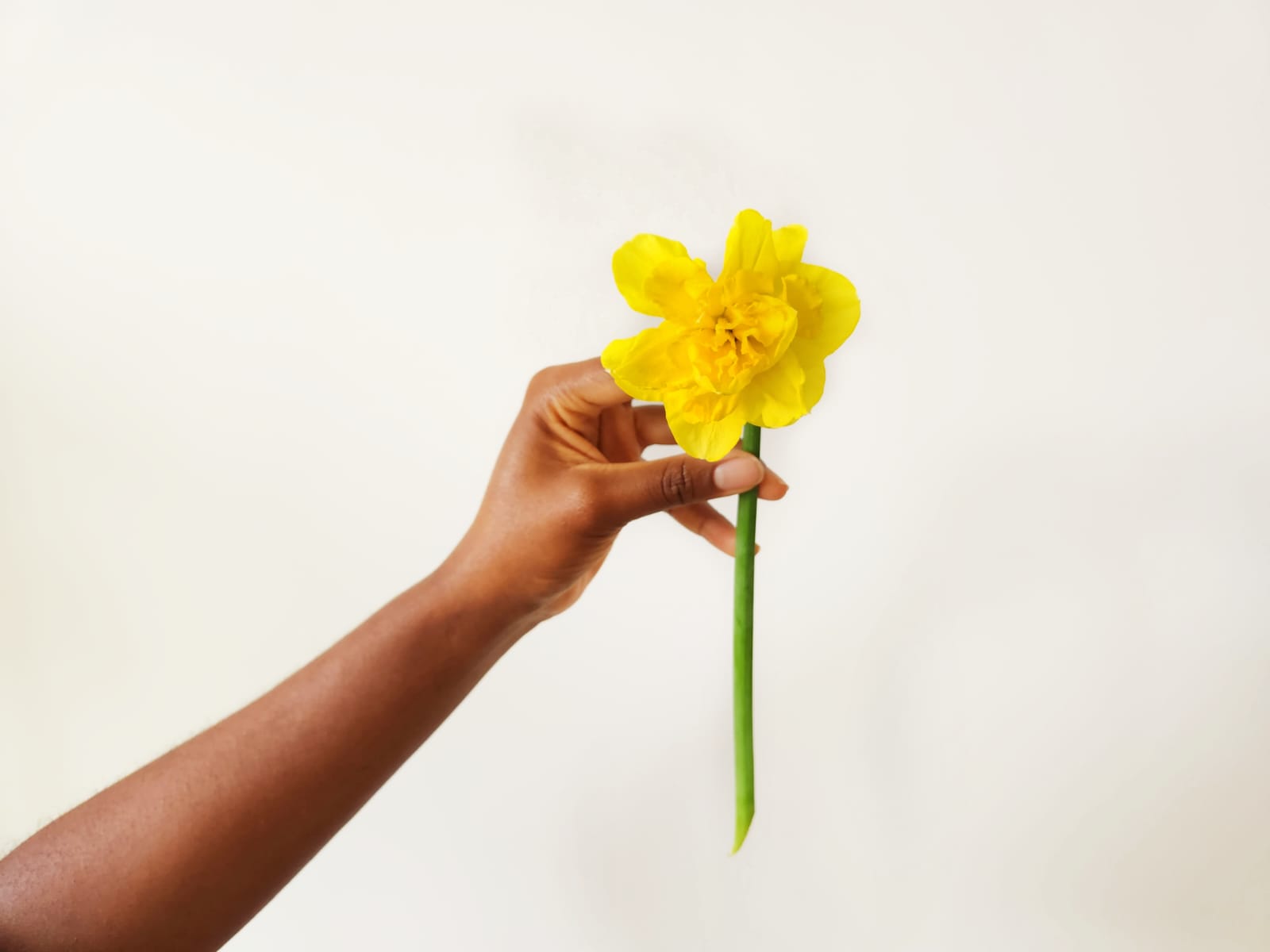 A forearm and hand holding a bright yellow daffodil.