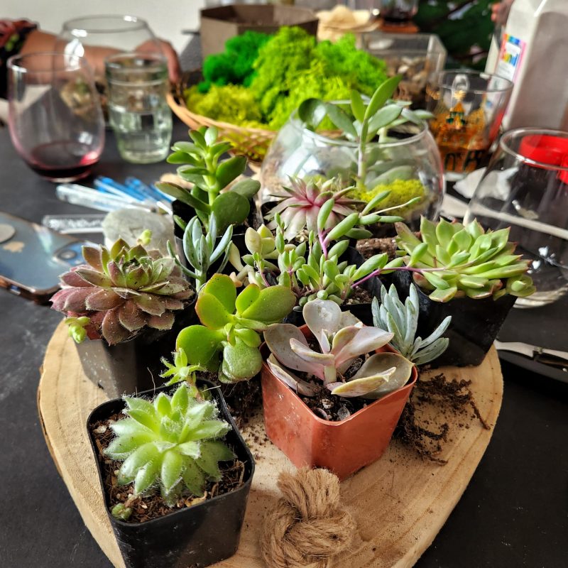 Image of different succulents arranged on a piece of wood.