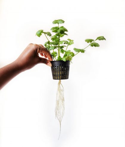 A hand holding a cilantro plant in a hydroponics cup with its roots dangling